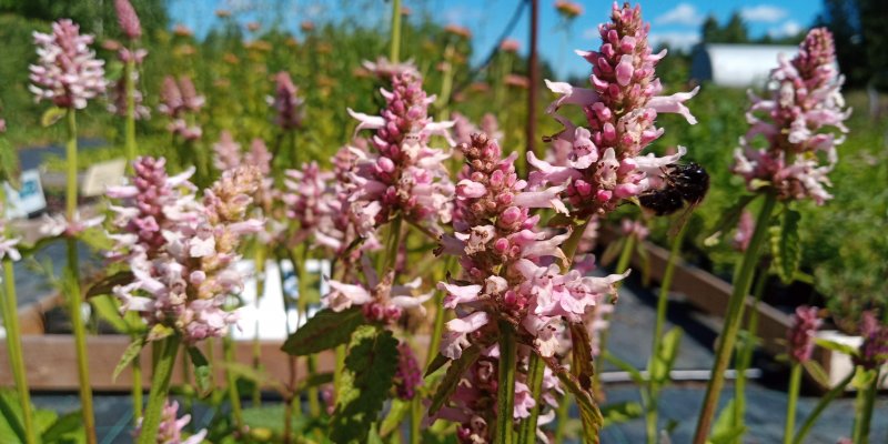 Betonica officinalis (Stachys monieri) 'Rosea' Чистец